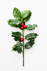 Wall Mural - christmas holly with red berries.