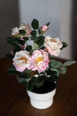 Wall Mural - Pink blooming rose in white pot which is used for interior decoration in hotel lobby. Selective focus and close up photo.