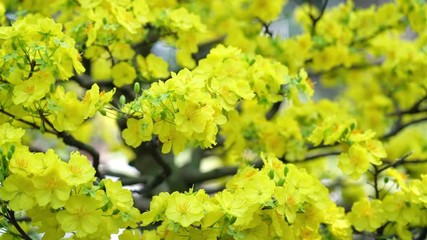 Wall Mural - Apricot bonsai tree blooming with yellow flowering branches curving create unique beauty. This is a special wrong tree symbolizes luck, prosperity in spring Vietnam Lunar New Year