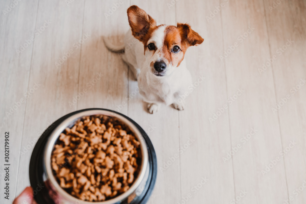 cute small jack russell dog at home waiting to eat his food in a bowl. Pets indoors - obrazy, fototapety, plakaty 