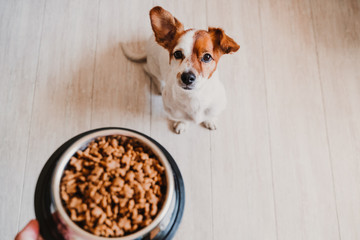 cute small jack russell dog at home waiting to eat his food in a bowl. Pets indoors