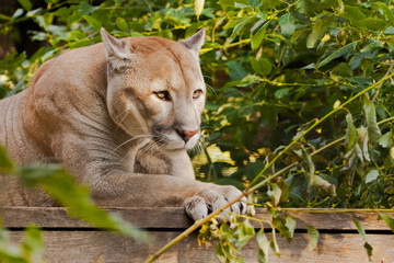 Wall Mural - cougar sits on a platform surrounded by green leaves, a big cat.