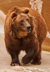 Wall Mural - Big bear on the background of stones and smudges of red water on the rocks