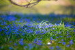 Blaue Blumen im Gras
