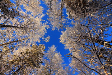 Snow on trees on a frosty winter day.