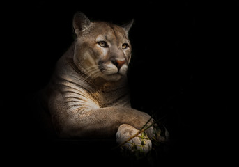 a proud beautiful predatory cat sits in the darkness. cat in the night forest, black background. cou