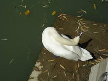 White Swan Preening Its Feathers