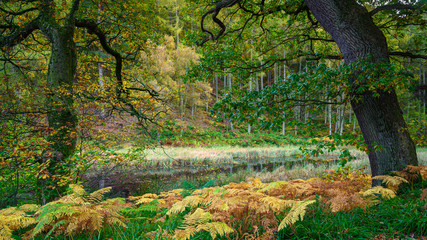 Canvas Print - Autumn at The Tarn in Morralee Wood, at Allen Banks and Staward Gorge in the English county of Northumberland which was a Victorian garden in a gorge of the River Allen cutting through woodland