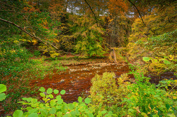 Canvas Print - Autumn at River Allen in Allen Banks, and Staward Gorge in the English county of Northumberland which was a Victorian garden in a gorge of the River Allen cutting through woodland