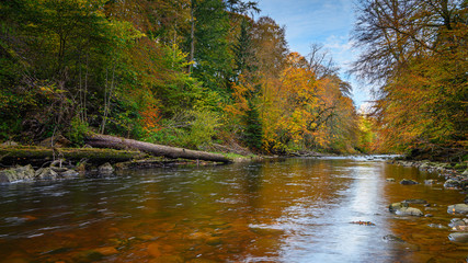 Wall Mural - Autumn at Allen Banks and River Allen, flowing through Staward Gorge in the English county of Northumberland which was a Victorian garden in a gorge of the River Allen cutting through woodland