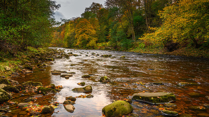 Sticker - The River Allen flows through Allen Banks, and Staward Gorge in the English county of Northumberland which was a Victorian garden in a gorge of the River Allen cutting through woodland