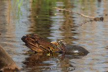 Painted Turtle Sunning On Log At Pond