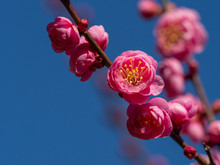 Plum Blossoms Come Out In March.