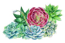 Spring Bouquet Of Succulents On An Isolated White Background, Watercolor Illustration, Botanical Painting