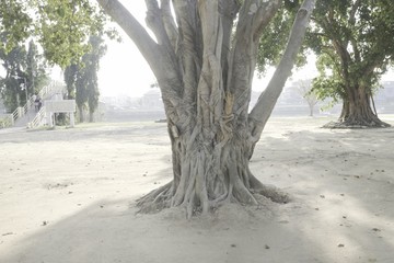 Wall Mural - tree on the beach