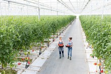 Young Female Farmers Carrying Tomatoes In Crate At Greenhouse