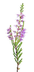 Sticker - lilac blossoming heather small branch on white