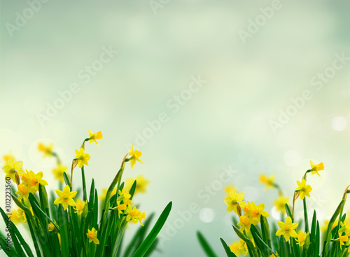 Yellow daffodil flowers