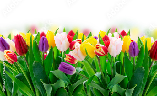 fresh tulips flowers