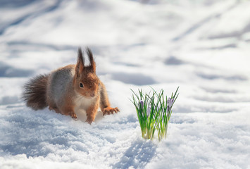 Wall Mural - portrait cute red squirrel walking in the Park in white snow at the first lilac flowers snowdrops