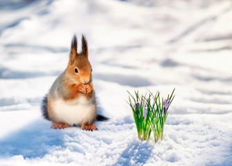 Wall Mural - portrait cute redhead squirrel walks in spring Park in white snow at first flowers lilac snowdrops