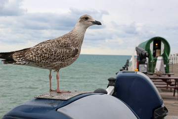 Wall Mural -  A Young Seagull near the Tarot Gypsy Caravan on Brighton Palace Pier