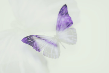 Poster - color tropical butterfly. blurred image.