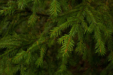 Green Needles Christmas Tree Closeup Background