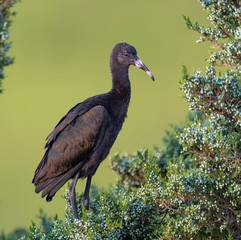Wall Mural - a fledgling glossy ibis perched at the rookery.