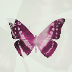 Poster - color tropical butterfly. blurred image.
