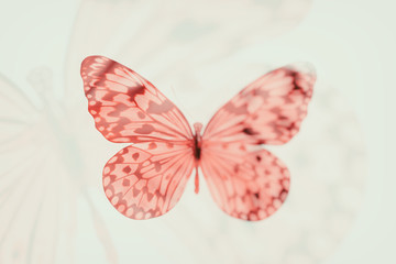 Poster - color tropical butterfly. blurred image.
