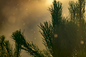 Wall Mural - green pine branches in the light of the sun with an orange tint