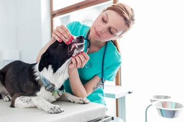 Wall Mural - Photo of young attractive vet checking dog's teeth in Veterinary clinic