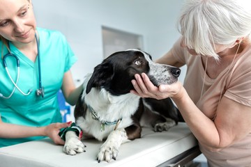 Wall Mural - Photo of senior woman holding or comforting her dog with the vet in clinic