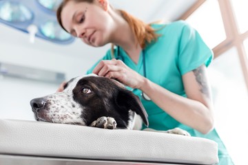 Wall Mural - Photo of young attractive vet checking dog's ear in Veterinary clinic