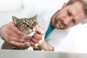 Wall Mural - Veterinarian checking or examining cat's teeth in clinic