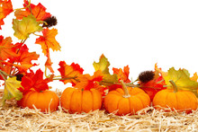 Fall Scene With Orange Pumpkins And Fall Leaves On Straw Hay Isolated Over White