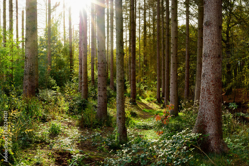 Obrazy las   piekny-swierkowy-las-jesienia-z-jasnym-sloncem-przeswitujacym-przez-drzewa