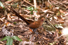 Squirrel Cuckoo Photographed In Linhares, Espirito Santo. Southeast Of Brazil. Atlantic Forest Biome. Picture Made In 2013.