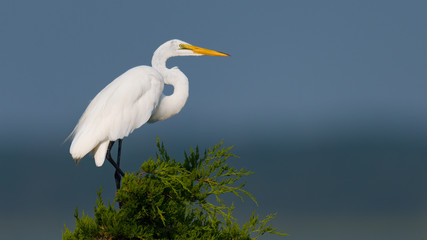 Wall Mural - a great egret perched above the rookery against a blue sky.