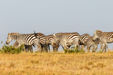 Fototapeta Konie - Flock of zebras on the African savannah