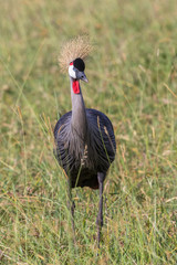 Canvas Print - Colorful Grey Crowned Crane standing in the tall grass