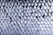 Pattern texture of salmon skin. Macro shot salmon skin surface texture background. Close up picture of texture of salmon skin detail.