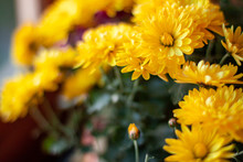 Blossom Of Yellow Mums Or Chrysanthemum Flowers