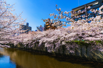 Wall Mural - Spring Meguro river and Sakura festival in Tokyo Japan