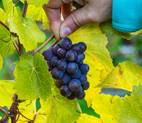 bunches of red grapes ready to harvest in the vineyard for wine making