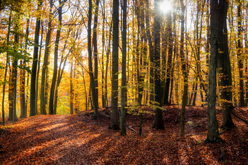 Kaltenhofer Moor in Schleswig-Holstein in Germany