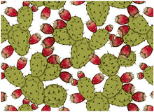 Vector Illustration Of Sketch Hand Drawn Pattern With Green Cacti And Pink Cactus Fruit Isolated On White Background. Prickly Pear, Opuntia. Vintage, Tropical, Exotic Wallpaper. Arizona, Texas, Mexico