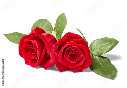 flower rose petal blossom red nature beautiful background