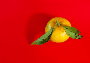 Ripe mandarin fruit with leaves isolated on the red background closeup